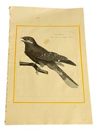 Ornithological Bird Print