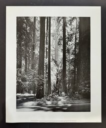 Ansel Adams Redwoods, Founders Grove - 1966 Fine Art Print