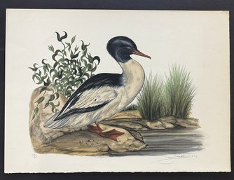 Duck Audubon Vintage 1974 Lithograph,