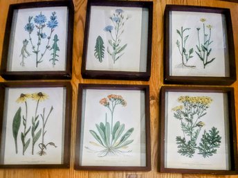 Set Of Six Vintage Floral Botanical Prints