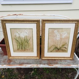 #143 - Pair Of 16' X 13' Beautiful Paperwhite Flower Prints In Nice Gold Frames Are In Excellent Condition