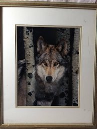 Picture Of Wolf By Tim Davis, Distributed By Coldwater Creek.