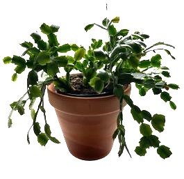 Live Christmas Cactus W/buds- Healthy 17' Wide, In Pot, Total Height 17'