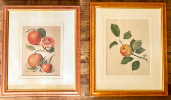 Pair Of Botanical Prints In Beautiful Burl Wood Frames