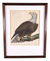 Antique Signed Bald Eagle Print