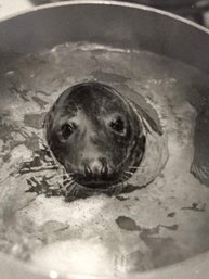 Steve Moran  'Steamed Seal' #1 Of 20 From The Cook A Furry Friend Series 1984