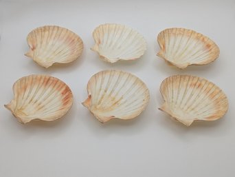 Scallop Shell Serving Dishes