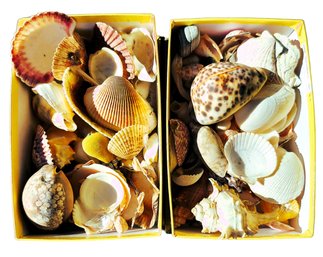 Collection Of Seashells Some Very Unique