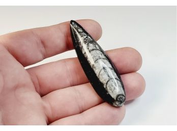 Small Orthoceras (Squid)  Fossil  Polished Stone Slice*