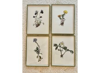 Set Of Four Moritz Michael Daffinger Antique Botanic Prints Made In Austria