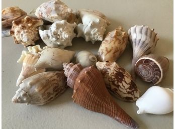 Lot Of Small Shells