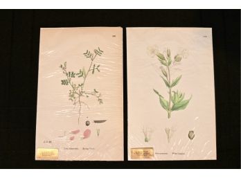 Set Of 2 Botanical Illustrations (Retail $350)