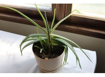 Single Aloe Plant