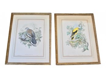 Pair Of John Gould & H.C. Richter Turtle Dove And                 Framed Lithographs