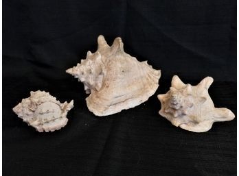 Natural Ocean Conch Shells For Nautical Decor