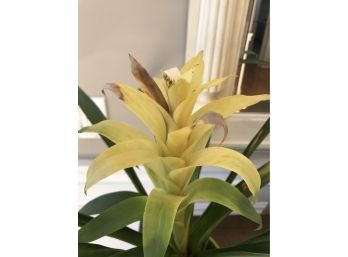 Small Potted Tropical House Plant