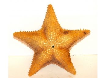 REAL 10 Inch Star Fish Nice Example