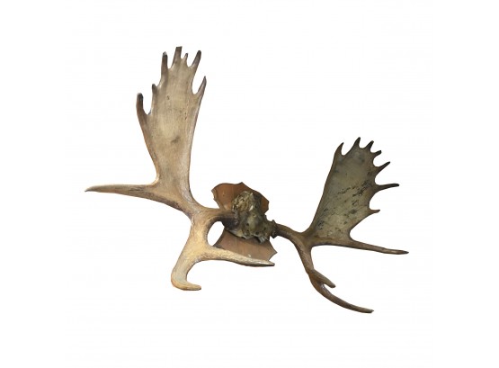Vintage Taxidermy - Natural North American Moose Antlers Mount