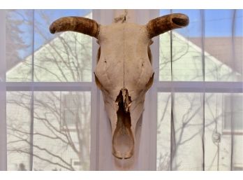 Taxidermy Bull Skull With Horns