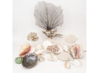 Large Collection Of Sea Fans, Coral, Exotic Shells And Converted Shell Lamp