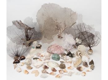 Large Collection Of Sea Fans, Rose Quartz Crystal, Scarab Beetles And Exotic Shells