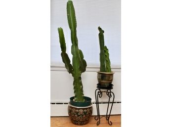 Two Live Cactus Plants In Decorative Planters
