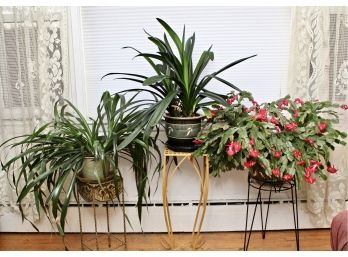 Three Live Cactus Plants In Decorative Planters