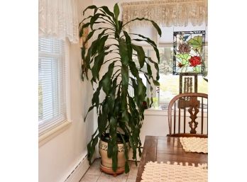 Tall (7') Green Live Plant In Large Terra Cotta Planter