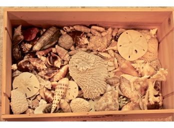 Collection Of Amazing Seashells