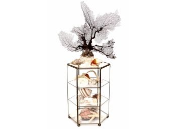 Hexagon Shaped Brass And Glass Display Case With Sea Fan, Exotic Sea Shells