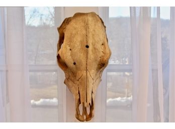 Taxidermy Animal Skull
