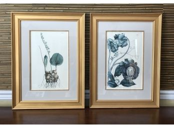Botanical Prints In Gold Frames