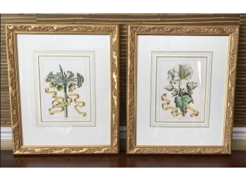Pair Botanical Prints In Gold Frames