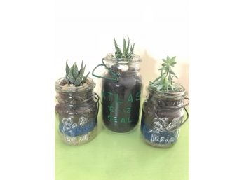 Succulent Plants In Vintage Canning Jars