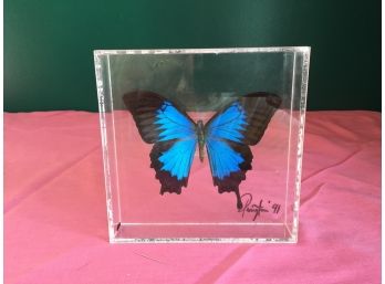 Mounted Blue/Black Butterfly Encased In Plastic Display Box