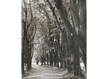 N.A. ADAMS 'Tree Path' Photograph