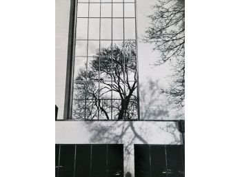 N.A. ADAMS 'View Of A Tree From A Window' Photograph