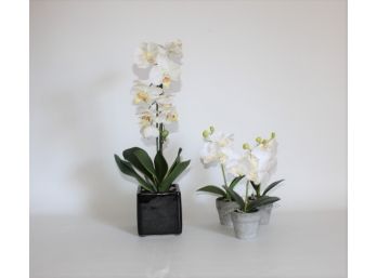 Phaleanopsis Orchids