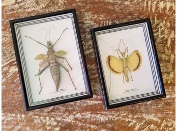 Large Framed Insect Specimins - AS IS