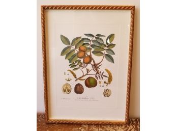 Framed Botanical Print 'The Walnut Tree'