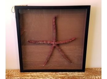 San Rafael Starfish In Shadow Box