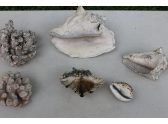 Lot Of Six Pieces Of Coral, Clam And Conch Shells