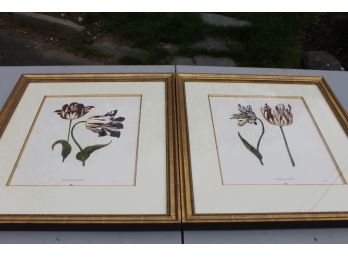 Beautifully Framed Pair Of Botanical Prints - Study Of Tulips