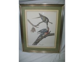 Original J.J Audubon 'Passenger Pigeons' Male & Female - Appears Authentic ! !