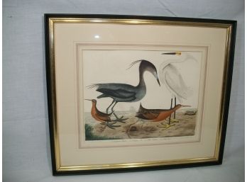 Beautiful American Ornithology Engraving - Alexander Wilson - 1829 - LARGE PIECE
