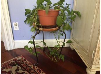 Three Legged Wrought Iron Plant Stand With Ivy Potted Plant Included