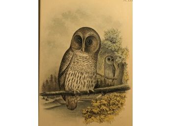 Antique Barred Owl Lithograph By Theodore Jasper Plate 22