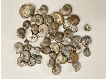 Collection Of Ammonite Fossils, 15.5oz