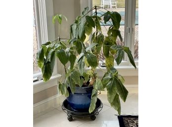 Large Live Potted Plant On Wheels