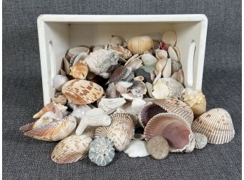 A Collection Of Natural Seashells In A White Wooden Bin
